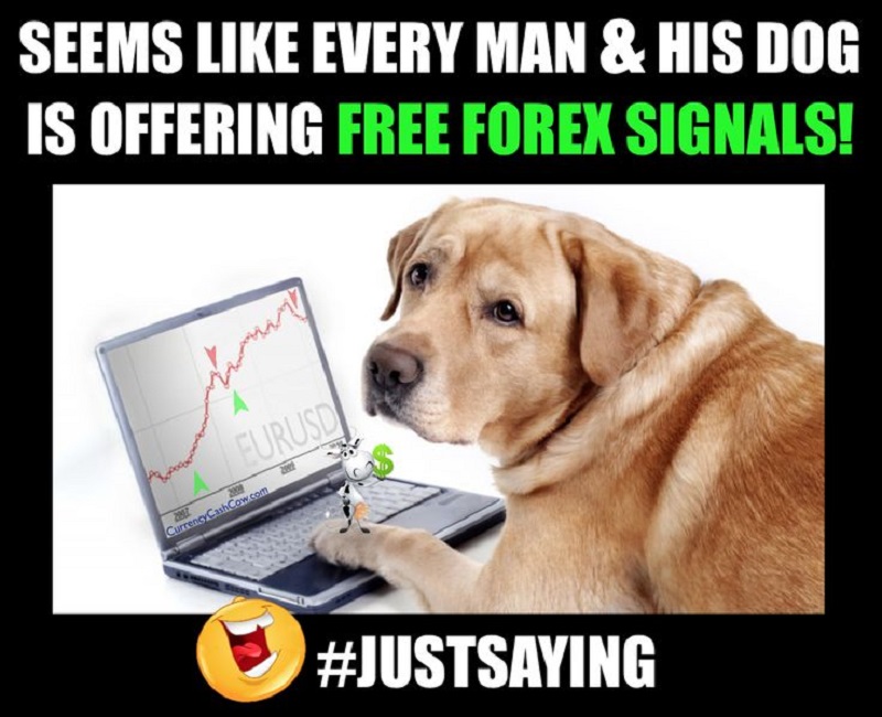 free forex signals meme